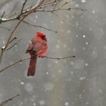 Prachtige vogels voor elke liefhebber