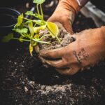 Een groene leefomgeving creeren